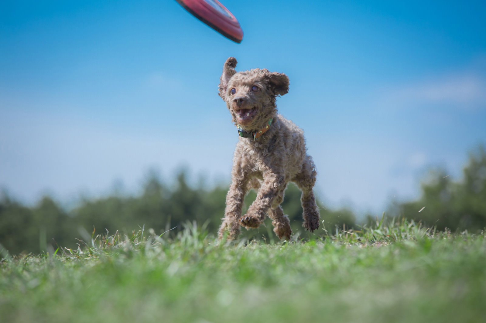 青空の下でフリスビーに向かって走る小型犬