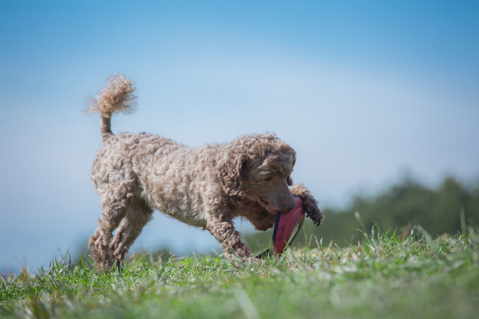芝生でオレンジのフリスビーをくわえて走る小型犬