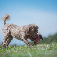 ご主人が投げたフリスビーを噛みしめる小型犬の写真