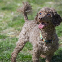 茶色い犬が広い草原で虹色のリードを付けて楽しく遊ぶの写真