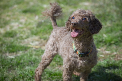 茶色い犬が広い草原で虹色のリードを付けて楽しく遊ぶ