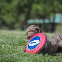 フリスビーをくわえた犬が芝生で遊ぶ茶色い小型犬の写真