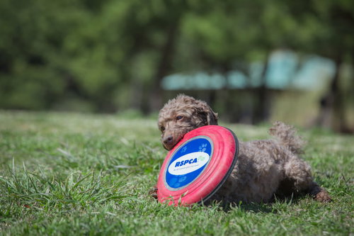 フリスビーをくわえた犬が芝生で遊ぶ茶色い小型犬