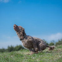 芝生を元気よく駆け巡る可愛い犬、青空の下で走るの写真