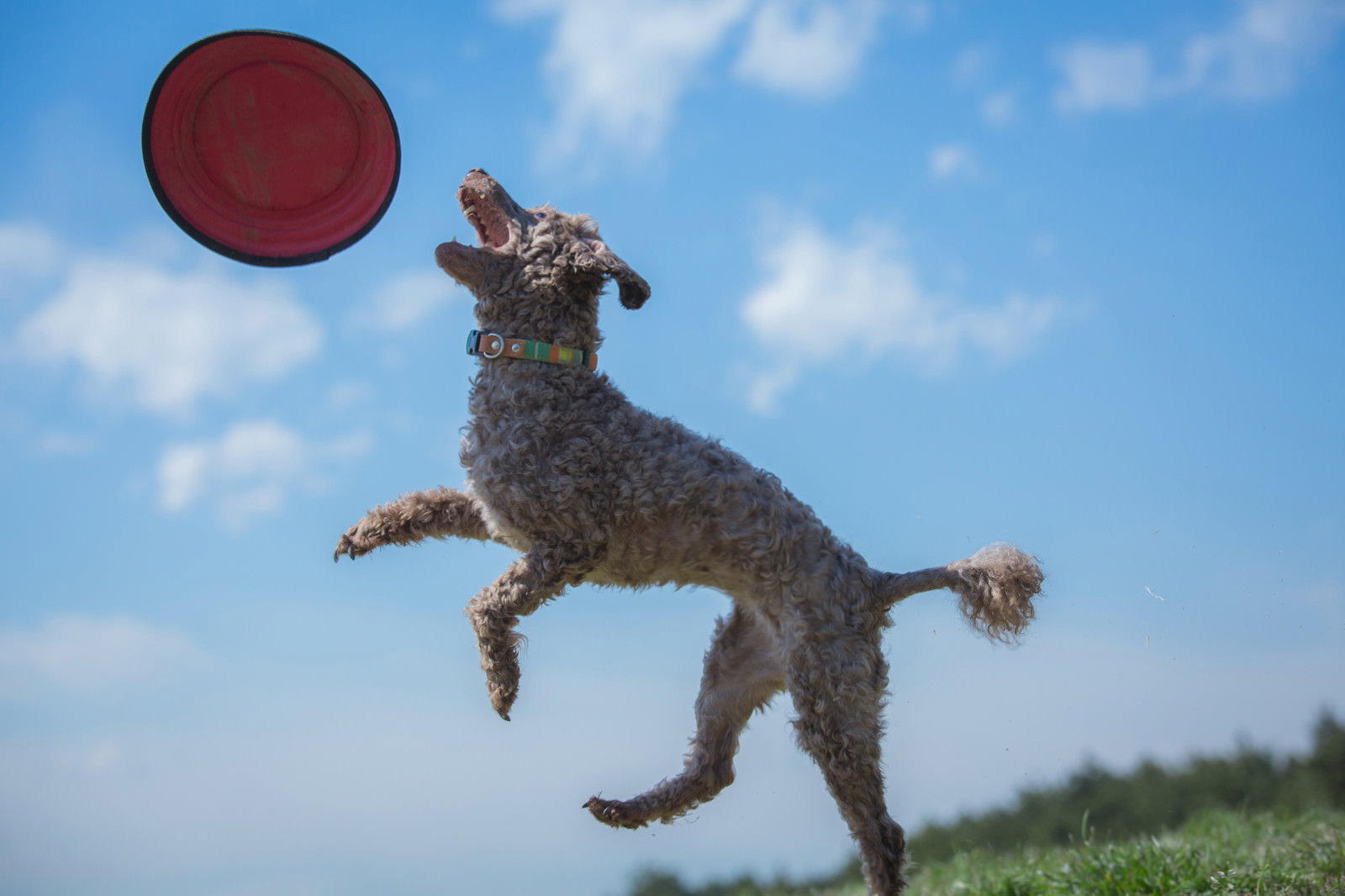 青空に向かってジャンプし赤いフリスビーを狙う犬
