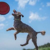 赤いフリスビーをジャンプしてキャッチする犬の写真