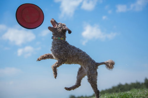 赤いフリスビーをジャンプしてキャッチする犬