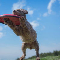 赤いフリスビーをキャッチする犬の元気なジャンプの瞬間の写真