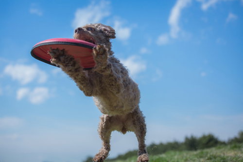 赤いフリスビーをキャッチする犬の元気なジャンプの瞬間