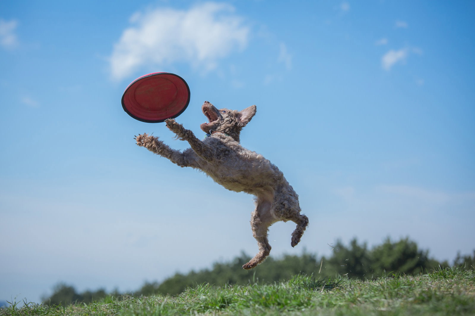 青空の下で赤いフリスビーに向かってジャンプする小型犬