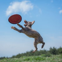青空でジャンプ！赤いフリスビーをキャッチするフリスビードッグの写真