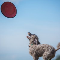 赤いフリスビーをキャッチしようとジャンプする元気な犬の写真