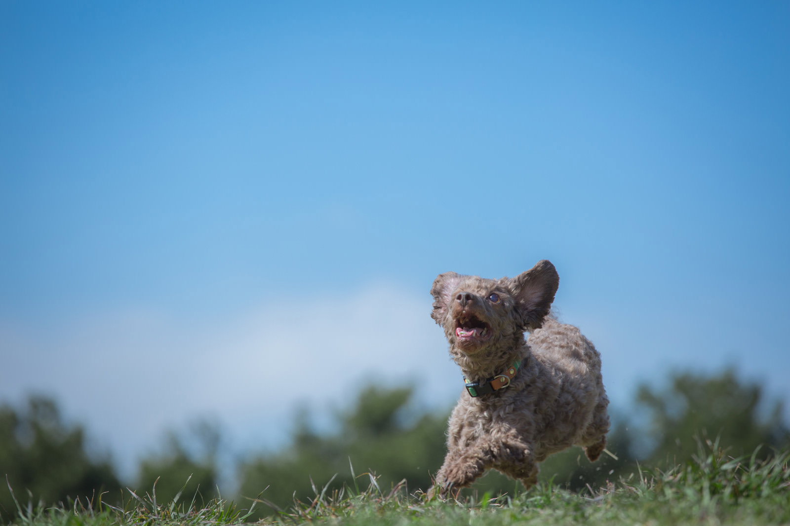 青空の下、草原を走る小型犬