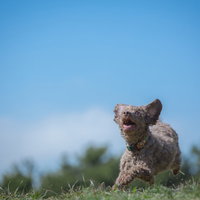 青空の下、草原で遊ぶ子犬の写真