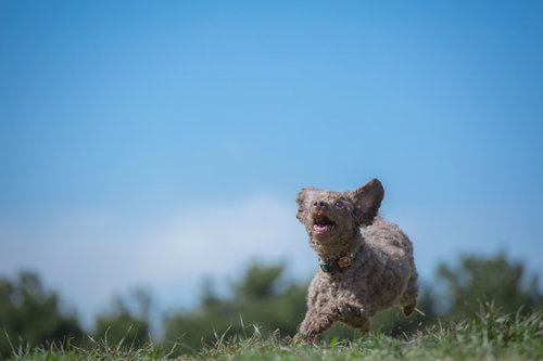 青空の下、草原で遊ぶ可愛い子犬が元気に走る