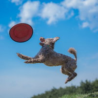 フリスビーをキャッチするためジャンプする犬の写真