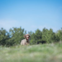 ご主人からの指示を待つ子犬のしつけ訓練、草地での基本訓練の写真