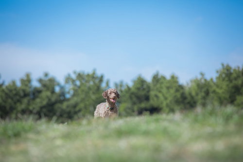 ご主人からの指示を待つ子犬のしつけ訓練、草地での基本訓練