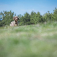 公園で元気に遊ぶ犬の写真素材集の写真