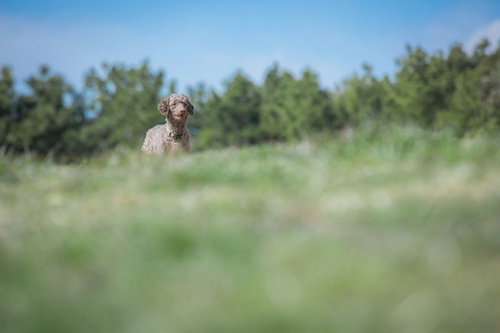 公園で元気に遊ぶ犬の写真素材集
