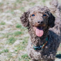 舌を出して飼い主を見つめる子犬のしつけ風景の写真