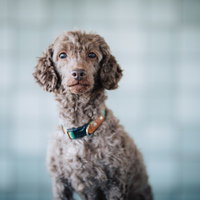 茶色いプードルミックス犬のスタジオポートレートの写真