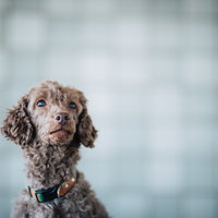 上を見上げる茶色い犬のポートレートの写真