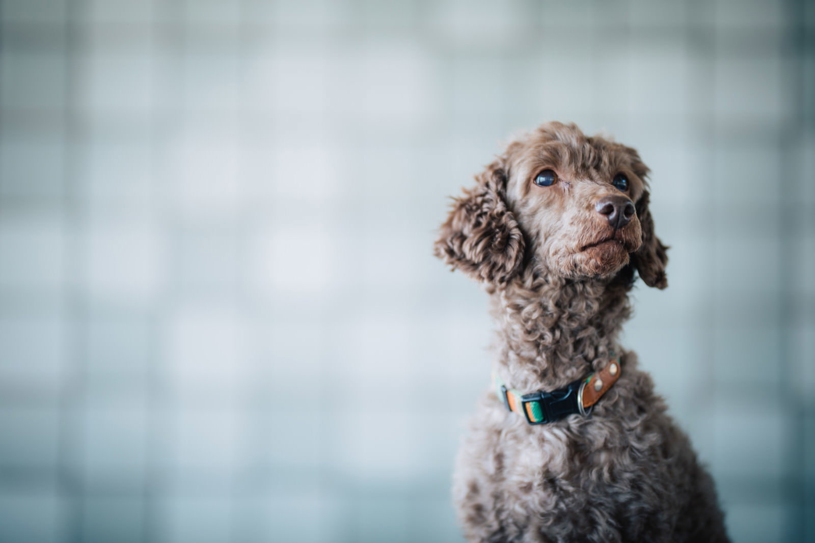 茶色い巻き毛の子犬が不安そうに上を見つめる
