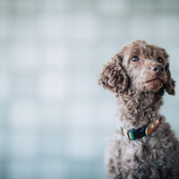 不安そうな表情で上を見つめる子犬のポートレートの写真