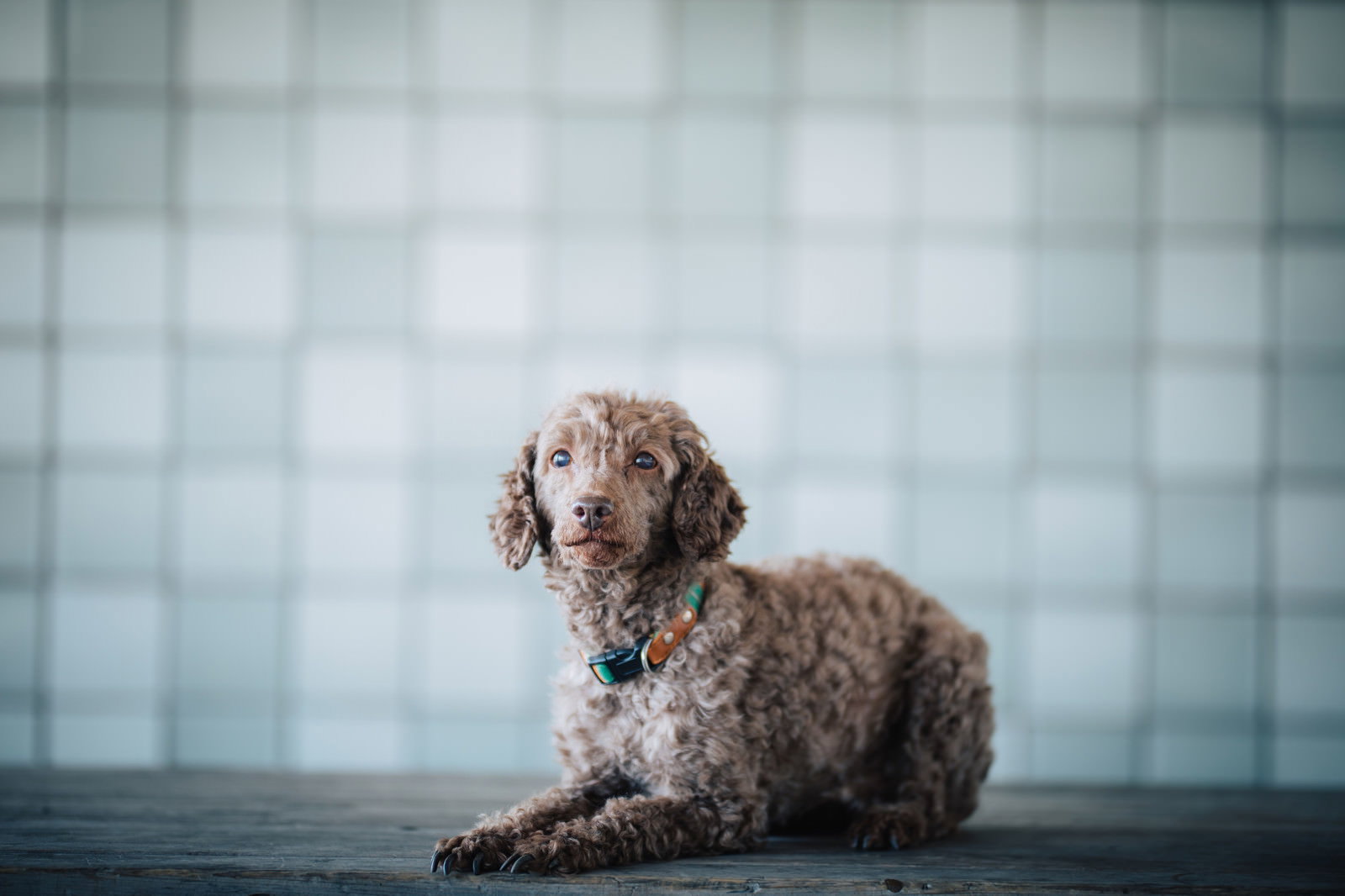 おすわりする茶色いトイプードルの子犬