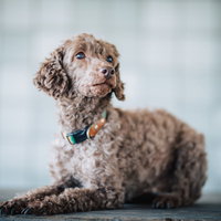 犬のしつけ、首輪とリード装着でおすわりのポーズを覚える小型犬の写真