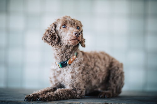 犬のしつけ、首輪とリード装着でおすわりのポーズを覚える小型犬