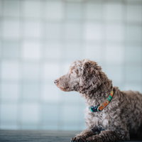 首輪をした茶色い小型犬の座る横向きポートレートの写真