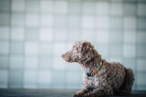首輪をした茶色い小型犬の座る横向きポートレート