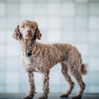 カラー首輪をした茶色い小型犬の紳士的なポートレートの写真