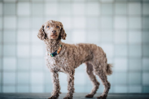 カラー首輪をした茶色い小型犬の紳士的なポートレート