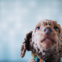 おすわりをして上を見上げるトイプードルの室内の写真