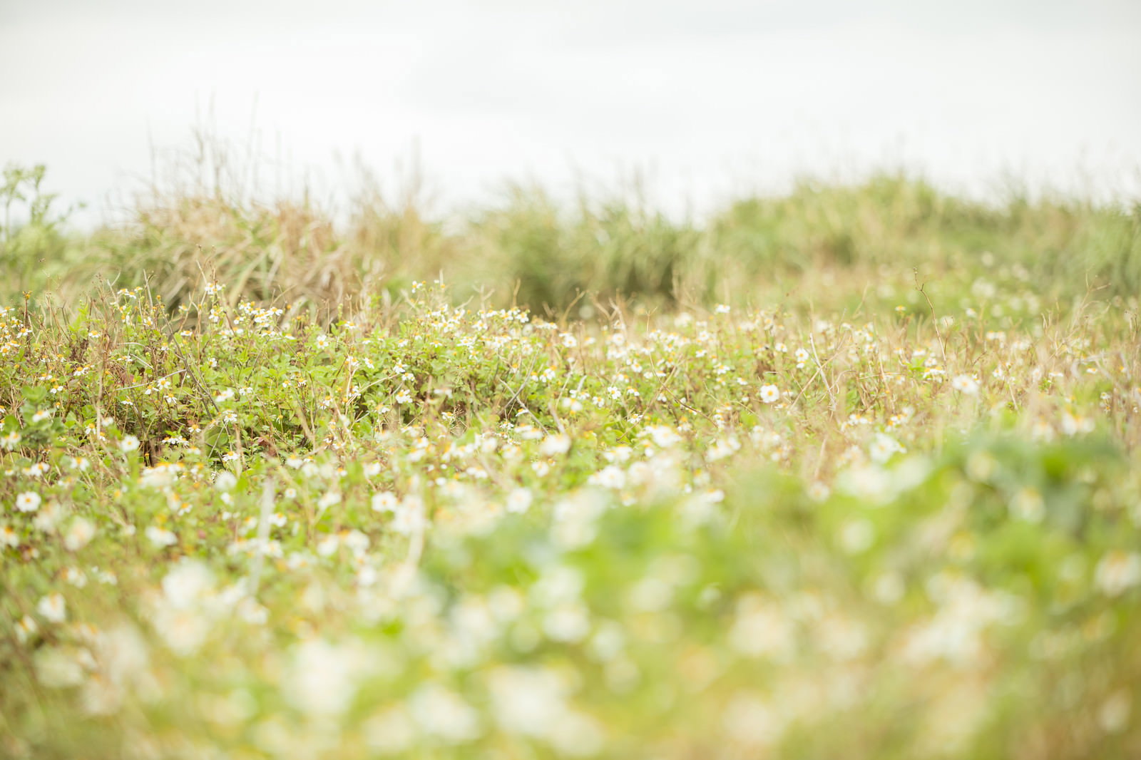 道端に生える緑の野草と小さな白い花が咲いている様子
