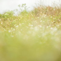 やわらかな光の中に咲くノースポールと野草の写真