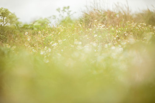 やわらかな光の中に咲くノースポールと野草