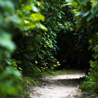 草で覆われたトンネルのような小径を進む緑の林道の写真