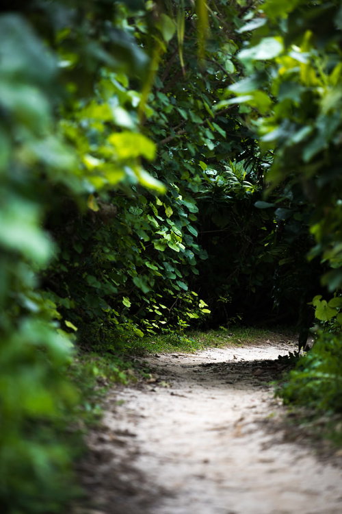 草で覆われたトンネルのような小径を進む緑の林道