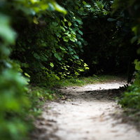 緑に覆われたトンネルのような道、深い森の細い林道の写真