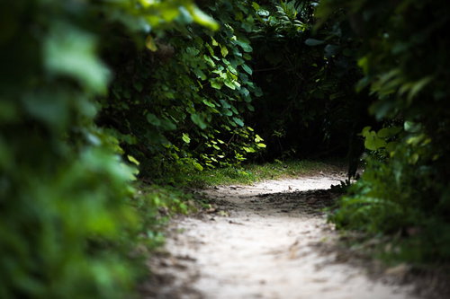 緑に覆われたトンネルのような道、深い森の細い林道