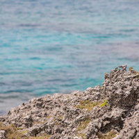 転んだら確実に痛い宮古島の岩肌と岸壁、ゴツゴツした岩場の写真