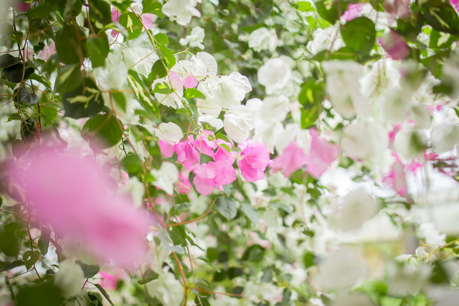 ピンク色のブーゲンビレアの花と緑の葉