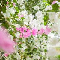 ピンク色に咲くブーゲンビレアの花とガーデンの写真