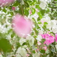 ピンク色に咲くつる性低木のブーゲンビレアの写真