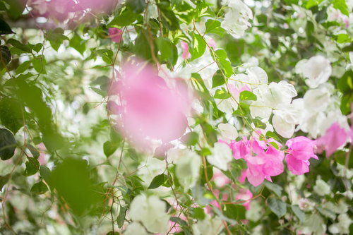 ピンク色に咲くつる性低木のブーゲンビレア