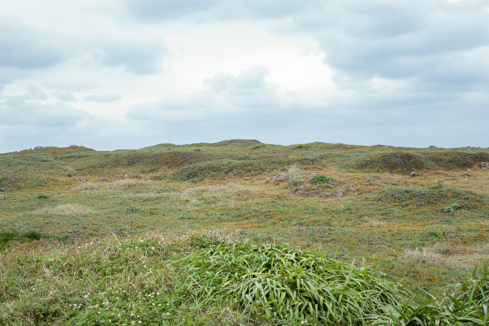緑の草が広がるなだらかな丘の風景